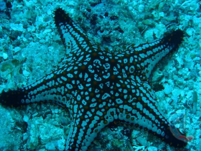 estrella de mar playa carmen caribe
